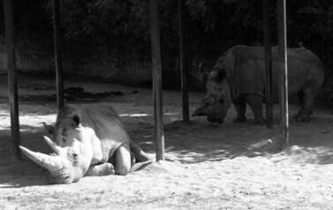 Kolonia w Sudetach - 24.07.2013 r. 48
