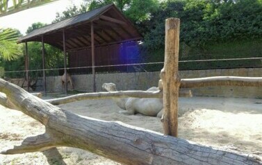 Kolonia w Sudetach - 24.07.2013 r. 50