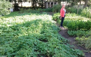 Konkurs "M&oacute;j zielony ogr&oacute;d" - 27.07.2016 r. 10